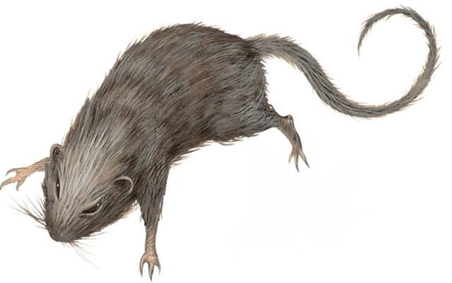 文件:Bestiary-MM-Swarm of Rats.webp - 龙与地下城TRPG - 灰机wiki - 北京嘉闻杰诺网络科技有限公司