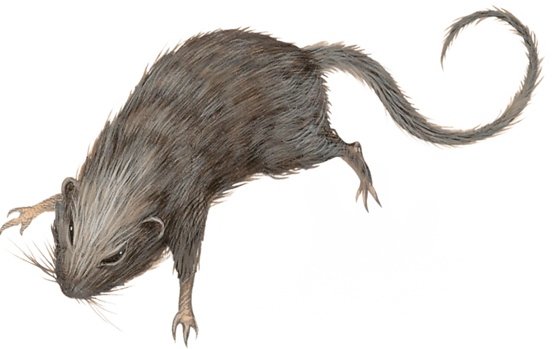 文件:Bestiary-MM-Swarm of Rats.webp - 龙与地下城TRPG - 灰机wiki - 北京嘉闻杰诺网络科技有限公司