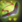 Spellicons hoodwink hunters boomerang.png