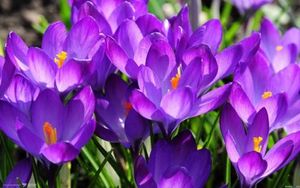 紫色番红花.jpg