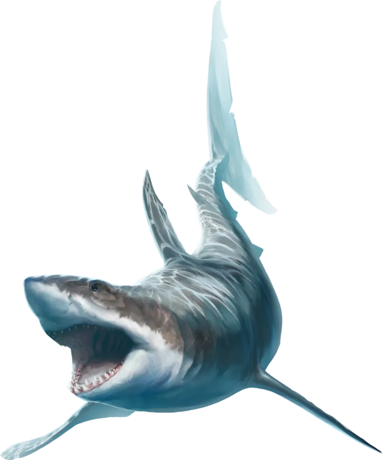800px-Shark_Great_White_Shark.