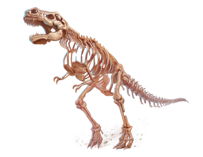 文件:Tyrannosaurus Skeleton.webp - 开拓者2版中文维基 - 灰机wiki - 北京嘉闻杰诺网络科技有限公司