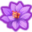 Violet lotus.png