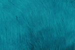 KubrowColourVandalBlue.png