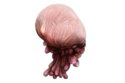 CutholTendrils.png