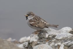 Passer domesticus - House sparrow, Adana 2016-12-31 01-1.jpg