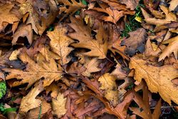 Fallen Oak Leaves.jpg