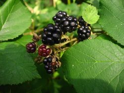 Blackberries.jpg