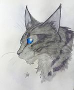 松鸦羽 - 猫武士维基 - 灰机wiki