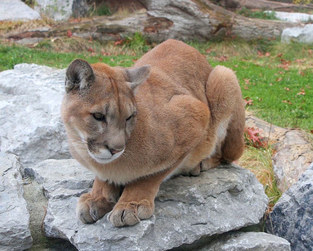 美洲狮 - 猫武士维基 - 灰机wiki - 北京嘉闻杰诺网络科技有限公司