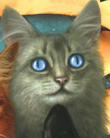 松鸦羽/图集 - 猫武士维基 - 灰机wiki - 北京嘉闻杰诺网络科技有限公司