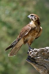 Brown Falcon.jpg