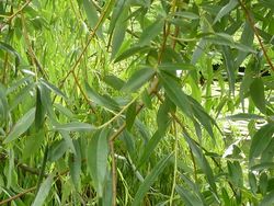 Salix alba.jpg