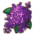 物品·紫丁香.png